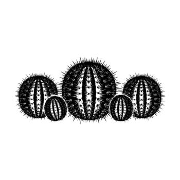 un rígido ilustración de un racimo de esférico cactus adornado con agudo espinas vector