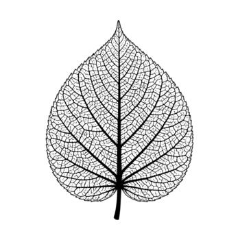 A detailed skeleton leaf structure showcasing intricate venation patterns vector