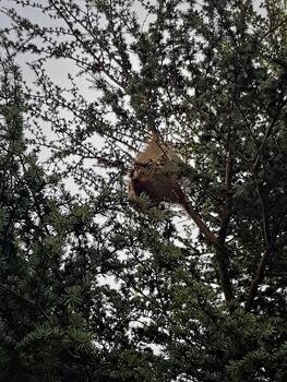 A tent caterpillar nest 'silk tent' is a collective structure built by a colony of caterpillars on a tree branch. It serves as a shelter, a warm place to bask, and a central resting place photo