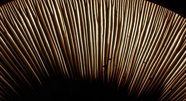 Backlit Mushroom Gills Abstract Pattern Macro Photography Detail photo