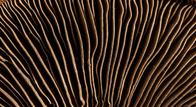 Mushroom Gills Macro Shot Abstract Natural Texture photo