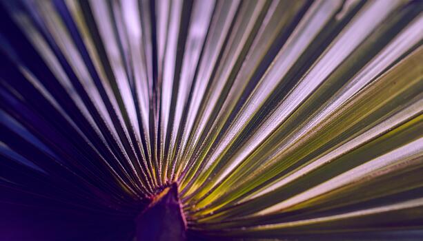 Close-up of a Palm Leaf Radiating Pattern. photo