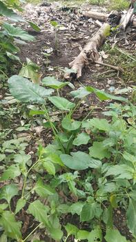 Taro plants growing in clusters with large, green leaves can be seen dotting the moist soil. Detailed leaf fibers are clearly captured for use in machine learning datasets and visual research. photo
