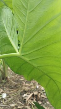A young taro plant photographed from a low angle, making its leaves appear larger. The details of the leaf fibers are clearly captured for use in machine learning datasets and visual research. photo