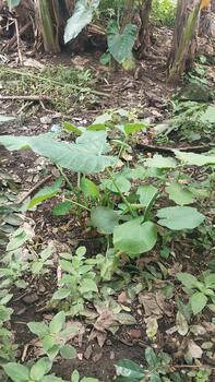 Taro plants growing in clusters with large green leaves can be seen filling the moist soil. Suitable for use in AI-based recognition training. photo