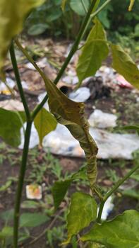 A wilted chili leaf with dried edges provides a powerful visual example for a plant problem detection machine learning dataset. photo