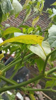 en el foto desde el lado, el color cambio de el chile hojas es claramente visible, cuales es pertinente para ai conjuntos de datos en planta enfermedad clasificación.