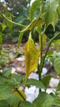 Yellowing chili leaves with damaged edges provide a powerful visual example for a plant problem detection machine learning dataset. photo