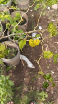 The chili plant appears to have curly and yellowing leaves at some of the tips of the branches, clearly visible as a visual example of leaf abnormalities for AI training. photo