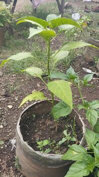 In the photo from the side, the chili leaves show indications of nutrient deficiencies, suitable for a machine learning dataset for foliar condition classification.