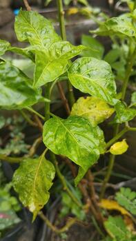 Structural damage to leaves caused by pests or infection during cloudy weather and when the leaves are already damp. This data was captured for an AI dataset for classifying plant health conditions. photo