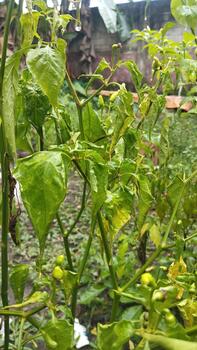 Wet and moist chili leaves with limp leaves, suitable for AI-based agricultural datasets and leaf detection photo
