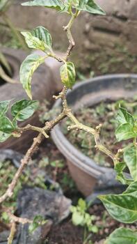 The rough and uneven stem surfaces were photographed for an AI dataset for detecting growth disorders. photo