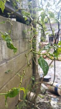 chile vástago estructura demostración líneas de seco y elevado piel, señalado como síntomas de pañuelo de papel daño, es usado para formación un ai vástago dañar detección sistema. foto