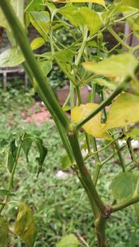 Chili stem structure showing lines of dried and raised skin, noted as symptoms of tissue damage, photographed as a reference dataset for agricultural machine learning. photo