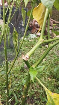 Chili stem structures showing dry and raised skin lines, noted as symptoms of tissue damage, were photographed for an AI dataset for detecting growth disorders. photo