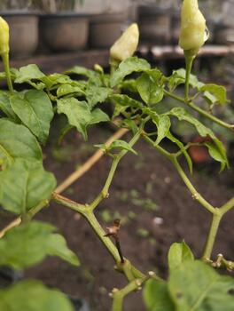 fotografias de chile planta tallos demostración profundo textura patrones fueron fotografiado para un ai conjunto de datos para detector crecimiento trastornos foto