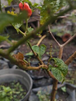 Chili stems showing morphological abnormalities with uneven thickness changes due to possible disease or nutrient deficiencies were photographed for an AI dataset for detecting growth disorders. photo