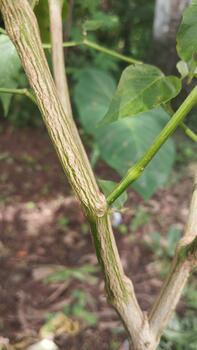 chile planta vástago demostración pálido superficie y estampado manchas, fotografiado en de cerca, ideal para conjuntos de datos enfocado en botánico textura reconocimiento. foto