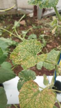 Melon leaves showing pigmentation imbalance, utilized for AI dataset to detect growth problems. photo