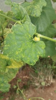 Melon leaves showing abnormal reticulation were photographed from top macro view for AI leaf vein pattern recognition. photo