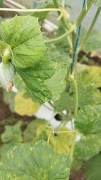 Hydroponic melon leaves experience pigment changes that fade from the edge to the center, suitable for training gradient-based classification. photo