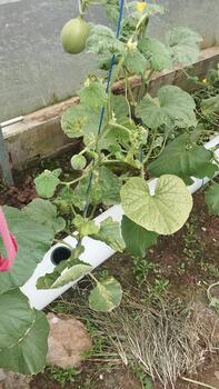 Leaf damage patterns of hydroponic melons were recorded from high-angle close-up for the development of AI leaf-health scoring. photo