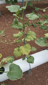 Melon leaves have uneven spots in the photo from a slightly left angle as a reference for AI detection data training.