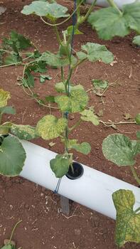 Melon plants with a combination of spots and chlorosis were photographed from a high-side angle to train AI in multi-feature detection. photo
