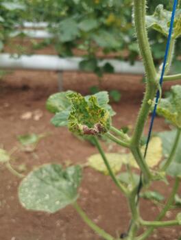A physically deformed melon leaf is photographed from the bottom left corner, relevant for an AI dataset mapping abnormal leaf shapes. photo