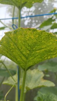 Melon leaf spot patterns were recorded from a controlled close-up angle as input to an AI model for leaf spot intensity mapping. photo