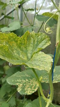 Hydroponic melon leaves with patterns were photographed from an eye-level macro angle to train AI vision to read abnormal pigmentation patterns. photo