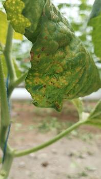 Hydroponic melon leaves with small spots were photographed from a macro angle for AI training to detect micro anomalies on the leaf surface. photo
