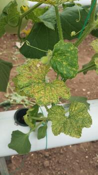 Melon plants with changing leaf color photographed from an eye-level long-shot, supporting AI for context-based plant condition analysis. photo