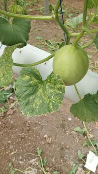 Hydroponic melon plants with yellowing leaves were recorded from a top-view angle to train AI to detect chlorosis patterns from a vertical perspective. photo