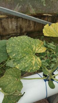 melón hoja demostración aleatorio necrótico lugares como un visual muestra de basado en ia enfermedad detección. foto