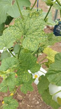 Melon leaves showing uneven chlorosis patterns due to nutrient stress, documented as visual samples for training a leaf anomaly detection model in an agricultural computer vision system. photo