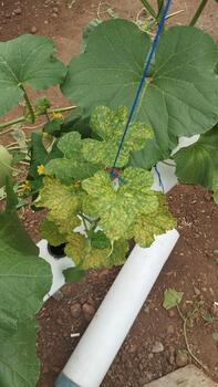 photo from above Leaf showing spot chlorosis as damage symptom recognition data for machine learning.