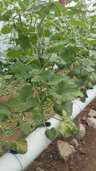 Full shot photo of fading foliar tissue with mosaic pattern for AI-based disease detection reference.