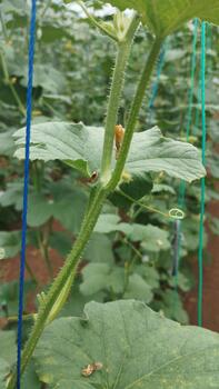 The hydroponic melon stem is clearly visible from an eye-level angle, showing the fiber structure and fine thorns, used as visual data for AI training to detect plant stem conditions. photo