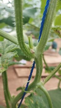 The hydroponic melon stem was recorded from a medium shot, showing small thorns and stem nodes, ideal for a biological pattern recognition AI dataset. photo