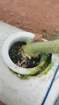 Hydroponic melon stem at the branching point recorded from a low-angle macro shot, relevant for AI training in plant tissue structure identification. photo