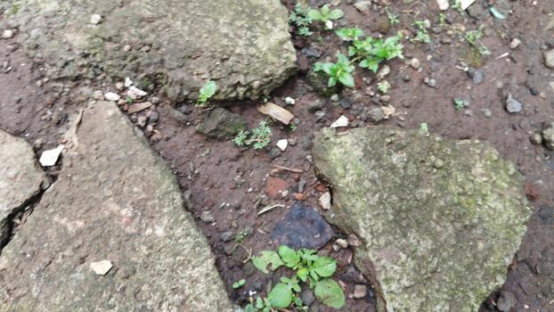 Top view photo of weathered stone on the ground with natural color variations and natural lighting. Can be used for AI data classification of natural materials.