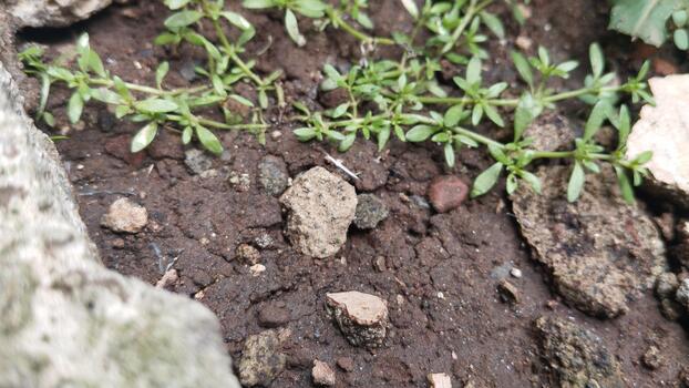 Close-up photo of rough stone structures and soil, natural lighting. Useful for AI visual environment classification.