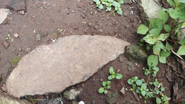 Top-view photo of a rock and ground surface with small vegetation elements, evenly lit by daylight. Ideal for training natural object detection AI.