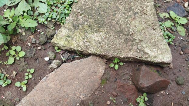 Medium shot of a large rock on the ground with natural organic elements and outdoor lighting. Useful for AI datasets mapping natural objects. photo