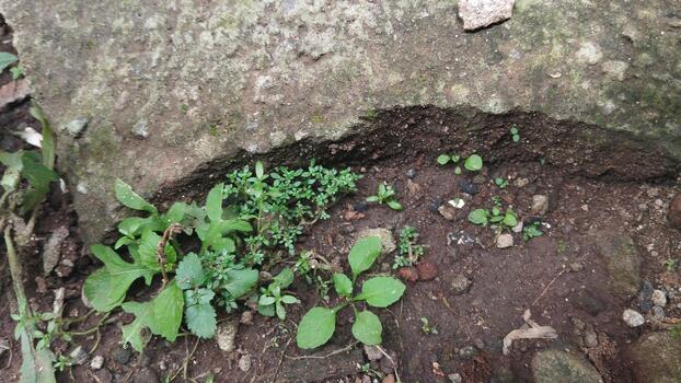 parte superior ver foto de rocas y suelo con áspero superficie detalles, al aire libre Encendiendo. bueno para estático objeto reconocimiento ai.
