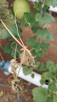 Aerial view of melon plants with different leaf conditions, natural lighting. Used for AI visual classification learning. photo