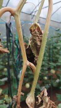 An eye-level view of an unhealthy melon stem and leaves in a greenhouse, under natural light. Suitable for AI datasets for plant condition classification. photo