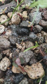 Detailed photo of a small stone object with a random pattern and damp soil. Taken in natural lighting. Used to train random pattern recognition AI.